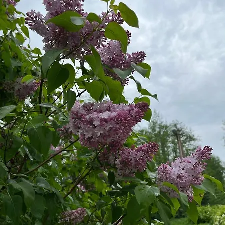 сottage Under The Trees *